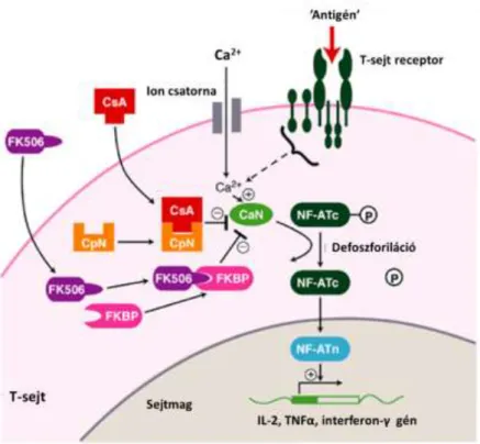 2. ábra:  A  calcineurin inhibitorok farmakodinámiája.  A  Cyclosporin  A  ciklofillinhez,  a  Tacrolimus  pedig FK kötő fehérjéhez kötődve gátolja az aktivált T-sejt nukleáris faktor calcineurin általi indukcióját  az  antigén  által  aktivált  T-sejtben