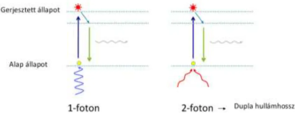 6. ábra: A két-foton excitáció alapelve. A fluorofórt az ábra bal oldalán egy foton, míg jobb oldalán két  foton gerjeszti
