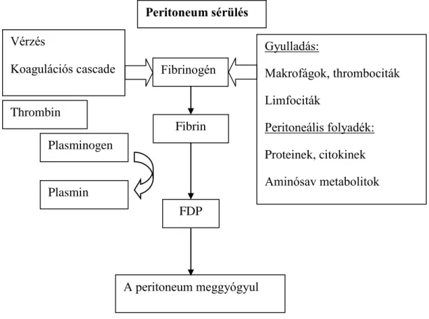 1.7. ábra. A peritoneum sérülését követő gyógyulási folyamat egyszerűsített ábrája. 