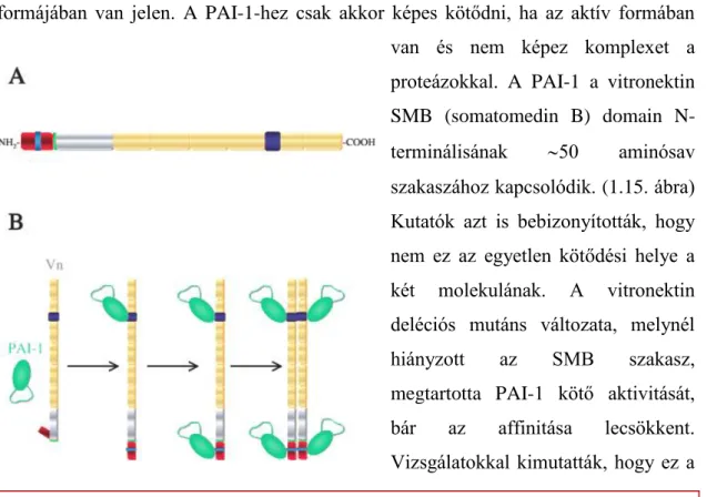 1.15. ábra. A vitronektin és a PAI-1 interakciója.  