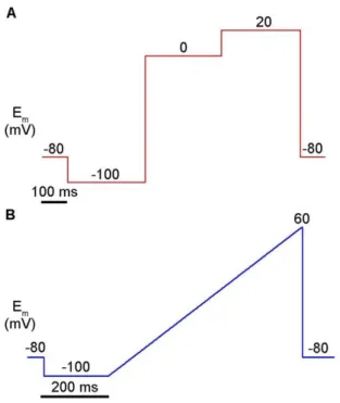 7. ábra: Az elektrofiziológiai mérések során használt feszültségprotokollok 