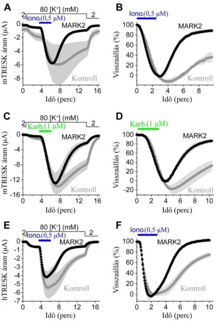 11. ábra: Xenopus petesejtekben koexpresszált MARK2 hatása a TRESK áram kalciumfüggő  aktivációját követő visszaállására