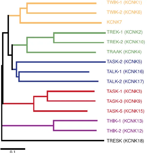                                      2. ábra: A K 2P  csatornák filogenetikai fája. 