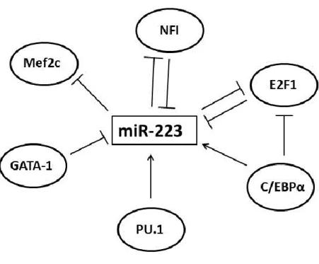 3. ábra. A miR-223 szabályozásában több autoregulátoros hurok vesz részt. 