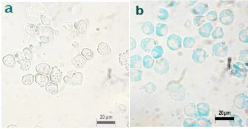 4. ábra. A differenciálódó egér mukozális hízósejtjeiből származó sejtpreparátum  festődése alciánkék-safraninnal
