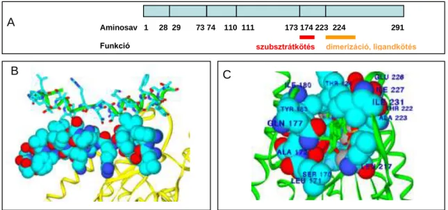 1. ábra: A 11β-HSD fehérje szerkezete és az enzimműködésben fontos szerepet  játszó aminosavak (A), a dimer szerkezete (B), valamint a ligand-kötő zseb 