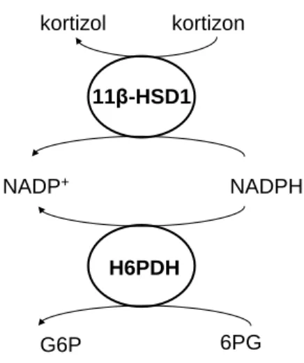 2. ábra: A 11β-HSD1 és a H6PDH együttműködése a kortizon átalakítása során  Az enzimműködés irányát meghatározó tényezők azonban még nem teljesen  is-mertek
