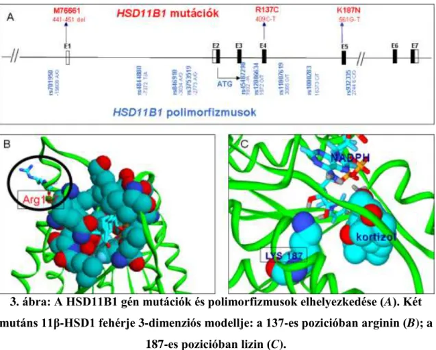 3. ábra: A HSD11B1 gén mutációk és polimorfizmusok elhelyezkedése (A). Két  mutáns 11β-HSD1 fehérje 3-dimenziós modellje: a 137-es pozicióban arginin (B); a 