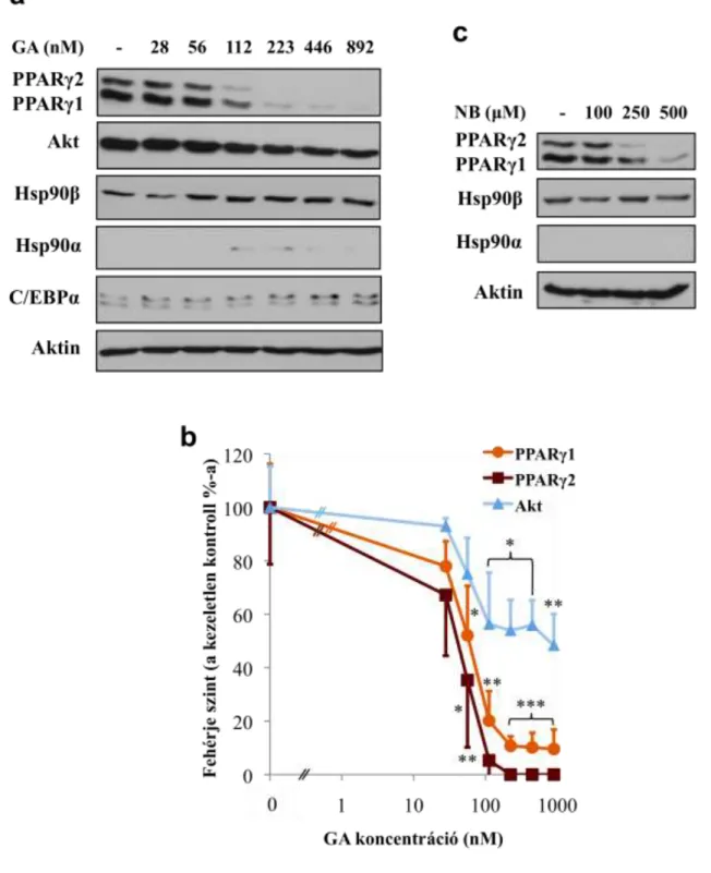 12. ábra A Hsp90 gátlása csökkenti a PPARγ fehérje szintjét. 