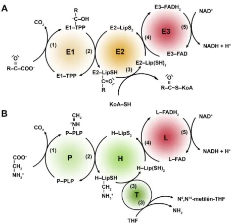 2. ábra. Az α-ketosav-dehidrogenáz komplexek és a GHR működése. Az α-ketosav- α-ketosav-dehidrogenáz  enzimkomplexek  (A)  és  a  GHR  (B)  a  specifikus  szubsztrátjaik  oxidatív  dekarboxilezését  a  sematikus  ábrán  bemutatott  részreakciók  (1-5)  és 