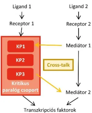 7. ábra A kritikus paralóg csoportok definíciója   KP kritikus paralóg (Módos és mtsai, 2016) Egy kritikus paralóg csoport olyan fehérjecsoport, mely 