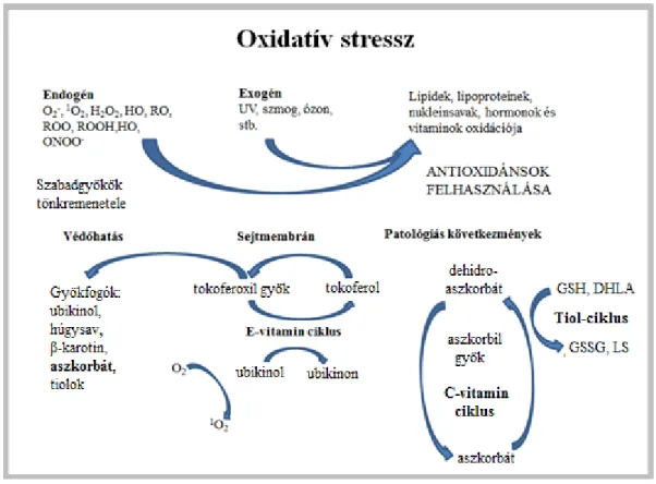1. ábra: Oxidatív stresszt kiváltó tényezők és a közömbösítő antioxidáns rendszer. 