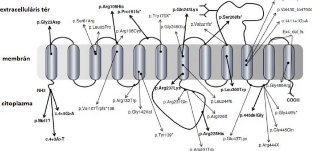 3. ábra: Az SLC2A10 gén szakirodalomban leírt mutációi. (Beyens és mtsai. 2018)  A 12 transzmembrán egységgel rendelkező GLUT10 fehérje génjében eddig 35  mutációt írt le a szakirodalom