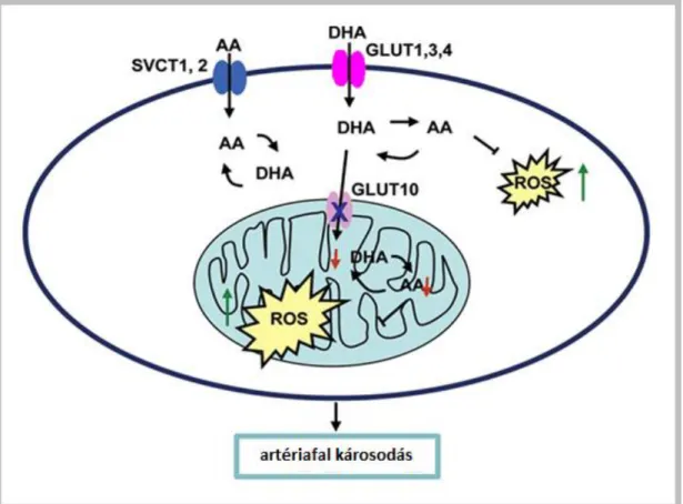 4. ábra: GLUT10 feltételezett szerepe a mitokondriumban. (Lee és mtsai. 2010)   Az aszkorbát (AA) és oxidált formája, a dehidroaszkorbát (DHA), nátrium-függő 