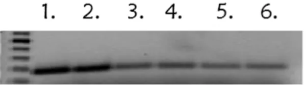 10. ábra: Az SLC2A10 gén csendesítésének ellenőrzése. 
