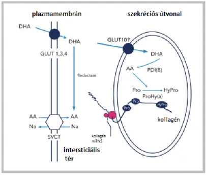 1. ábra A GLUT10 feltételezett lokalizációja és szerepe az  endoplazmás retikulumban 