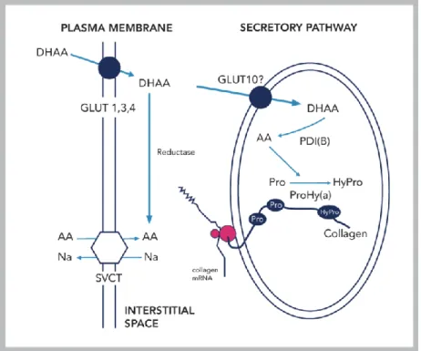 Figure 1. Potential localization and role of GLUT10 in the  endoplasmic reticulum 