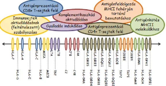 3. ábra: Az MHC régió immunológiailag fontos génjei 