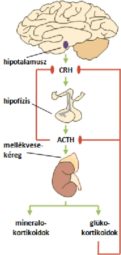 ACTH  a  mellékvesekéregben  glüko-  és  mineralo- 11. ábra: A HPA tengely 