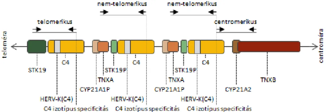 13. ábra: Az allélspecifikus long PCR módszerrel ampifikált DNS szakaszok lokalizációja 