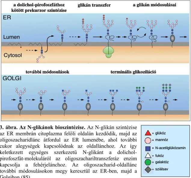 3. ábra. Az N-glikánok bioszintézise.  Az N-glikán szintézise  az  ER  membrán  citoplazma  felőli  oldalán  kezdődik,  majd  az  oligoszacharidlánc  átfordul  az  ER  lumenébe,  ahol  további  cukor  alegységek  kapcsolódnak  az  oldallánchoz