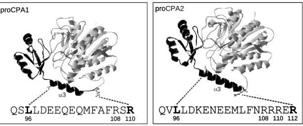 7. ábra. A sertés proCPA1 (Protein Data Bank code 1PCA) és a humán proCPA2  (Protein  Data  Bank  code  1AYE)  szalagdiagramja