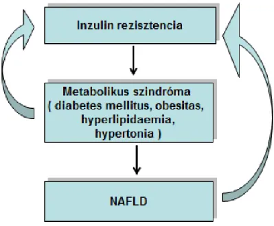 2. ábra: A NAFLD és metabolikus szindróma (Ábel és mtsa. 2008) 