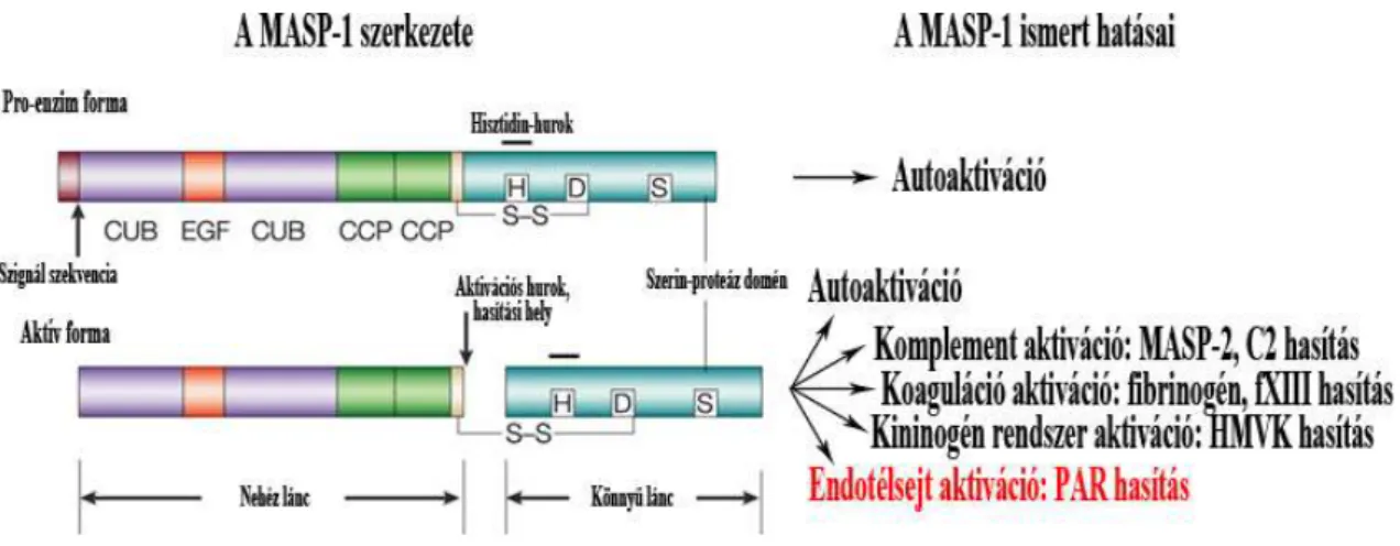 2. Ábra: A zimogén és az aktivált MASP-1 doménszerkezete és ismert funkciói. 
