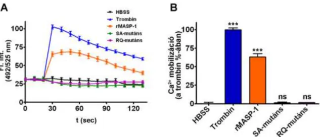 7. Ábra:  Az endotélsejt aktivációt a proteolitikusan aktív MASP-1 váltja ki.  A  zimogén  R448Q  rekombináns  MASP-1  (RQ-mutáns)  és  a  katalitikusan  inaktív  S646A  rekombináns  MASP-1  (SA-mutáns)  által  kiváltott  Ca 2+ -szignalizációt  mértük  end