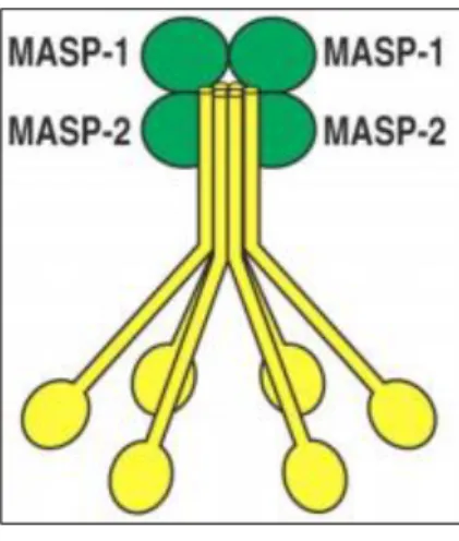 2. ábra: A MBL szerin proteázokkal alkot komplexet hasonlóan a C1qrs-hez  
