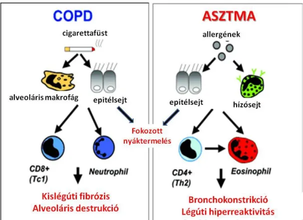 3. ábra: Az asztma és a COPD pathomechanizmusának vázlatos sémája. [32] 