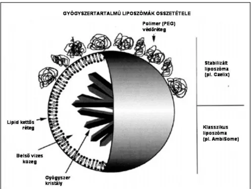 7. ábra: Gyógyszer tartalmú liposzómák szerkezete: klasszikus és stabilizált liposzóma