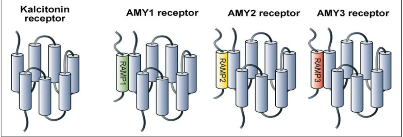 2. ábra. Az amylin-receptorok szerkezete 