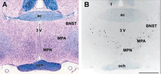 3. ábra. Az amylin mRNS-t expresszáló neuronok preopticus arean belüli elhelyezkedése  A: A preopticus terület szerkezeti képét Luxol Fat Blue festés mutatja, melynek eredményeként  kék színnel a myelinizált rostok, míg krezilibolyával a sejtek válnak láth