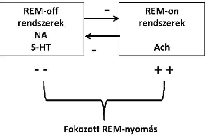 2. ábra A REM alvás szabályozásának sematikus ábrája.