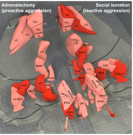 Figure 1. Brain activation patterns observed in abnormal aggression induced by  adrenalectomy (left hand-side) and social isolation (right hand-side)