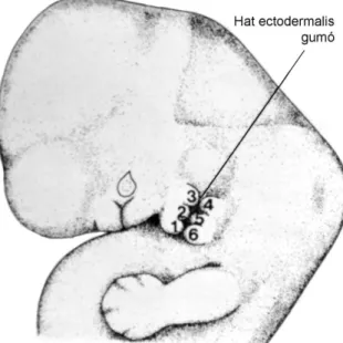 4. ábra  A fülkagylót adó kezdemények  3 hetes embrionális korban [15] 