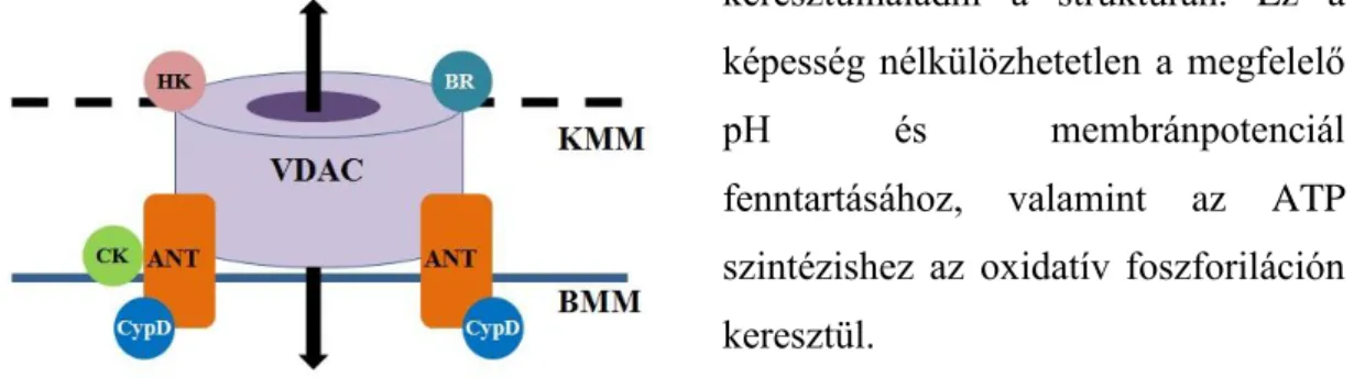 3. ábra: Az mPTP csatorna felépítése.  KMM: külső mitokondriális membrán; BMM: belső  mitokondriális  membrán;  VDAC:  töltés-dependens  anion  csatorna  (porin);  ANT:  