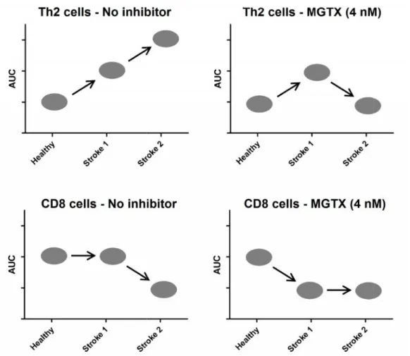 2. ábra A  kalciuminflux  relativ változását  (görbe  alatti  terület  (AUC)  alapján) egészséges  személyek  (healthy)  és  akut  ischemiás  stroke-ot  elszenvedett  betegek perifériás vérmintáiban vizsgált Th2 és CD8 sejtjeiben