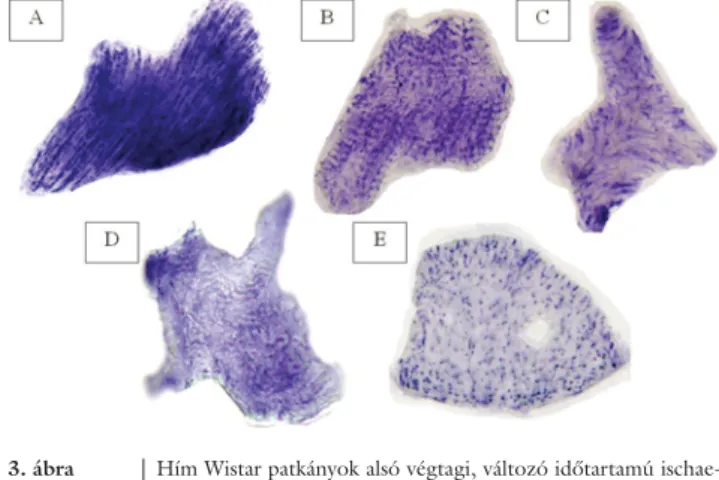3. ábra Hím Wistar patkányok alsó végtagi, változó időtartamú ischae- ischae-miás laesiói (a szerző kísérletes munkája)