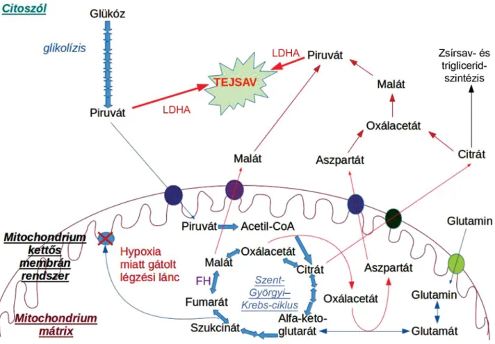 1. ábra Az LDHA izoenzim által katalizált főbb folyamatok a hypoxiás daganatsejtben. Oxigénhiányban a mitochondrium kettős membránjában gátolt az  oxidatív foszforiláció