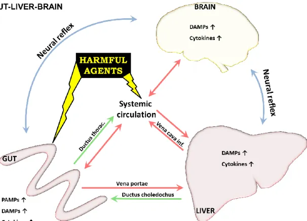 Figure 3. Intestine-liver-brain axis. Most harmful agents enter via the GI system, skin or lung and are  distributed  through  systemic  and/or  lymph  circulation  inducing  inflammation  in  different  organs  including the entering site