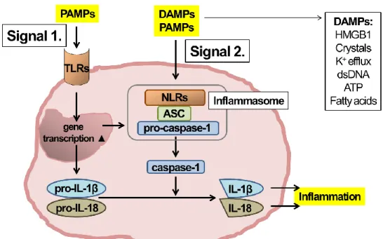 Figure 4. Inflammasome signaling [template [78] with some alterations]. 