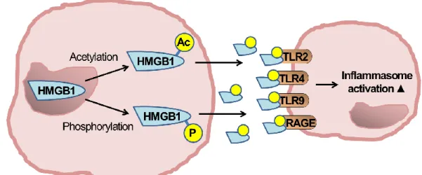Figure  6.  HMGB1  activation  HMGB1  is  passively  released  from  damaged  cells  or  as  seen  here  can  actively be excreted from cells after phosphorylation or acetylation