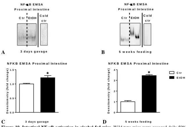 Figure 10. Intestinal NF-κB activation in alcohol-fed mice.  Wild type mice  were gavaged daily 50% 