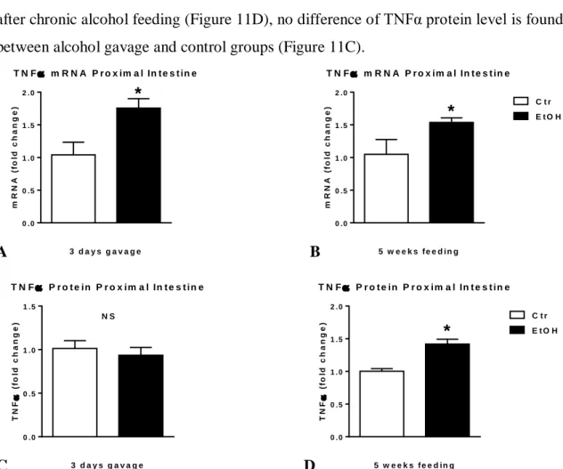 Figure 11. Intestinal TNFα level in alcohol-fed mice.  Wild type mice  were gavaged daily 50% 5g/kg  ethanol (EtOH; n=6) or equal amount of saline (Ctr; n=6) for three consecutive days or were fed with 5% 