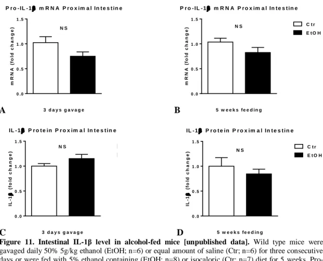 Figure  11.  Intestinal  IL-1β  level  in  alcohol-fed  mice  [unpublished  data].  Wild  type  mice  were  gavaged daily 50% 5g/kg ethanol (EtOH; n=6) or equal amount of saline (Ctr; n=6) for three consecutive  days or were fed with 5% ethanol containing 