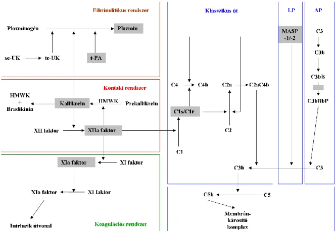 6. ábra. A C1-INH kapcsolatai a fibrinolitikus, a kontakt és a koagulációs rendszerekkel, valamint a  komplement  kaszkád  klasszikus,  lektin-indukált  és  alternatív  útvonalaival