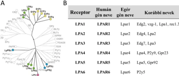 4. ábra A ma ismert sejtfelszíni lizofoszfolipid receptorok filogenetikai fája és a ma  ismert  lizofoszfatidsav  receptorok  nomenklatúrája