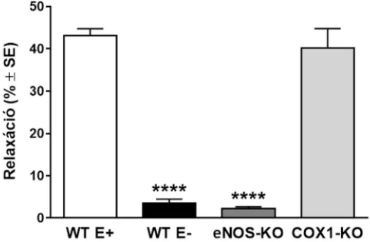 10. ábra Az LPA okozta relaxáció endotélium függésének statisztikai elemzése. A  relaxáció  maximális  értéke  vad  típusú  ép  endotélű  (WT  E+),  vad  típusú  endotél-irtott  (WT E–), endoteliális nitrogén-monoxid szintáz deficiens (eNOS-KO) és ciklooxi